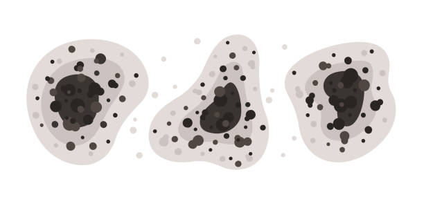 Best Comprehensive Air Testing for Mold Contaminants  in Bernardsville, NJ