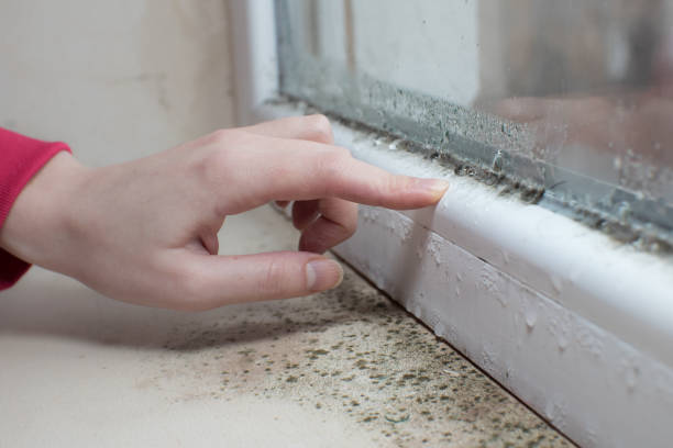 Best Biohazard Mold Removal  in Bernardsville, NJ